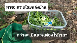 พาชมสวนน้อยหลังบ้าน กว่าจะเป็นสวนต้องใช้เวลาใช้ความอดทน ใช้ทุนทรัพย์