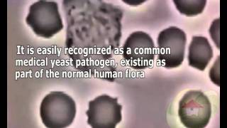 Candida tropicalis