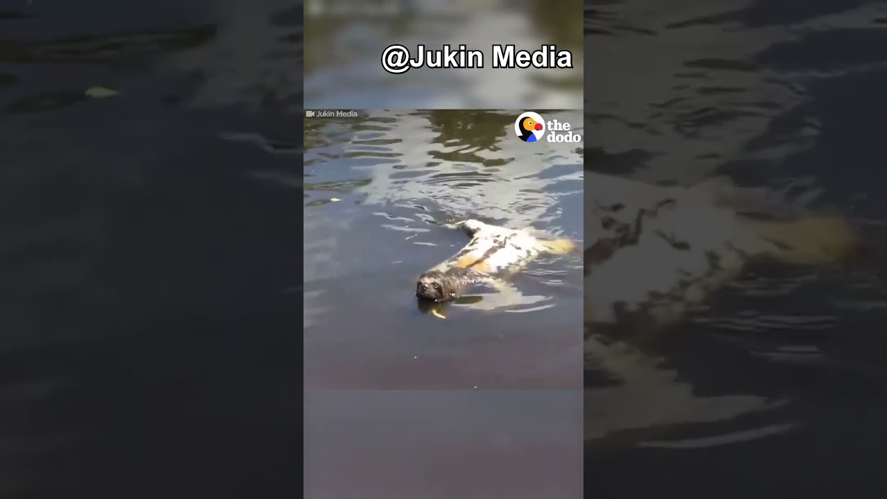 Sloths Hold Their Breath Longer Than Dolphins!🦥