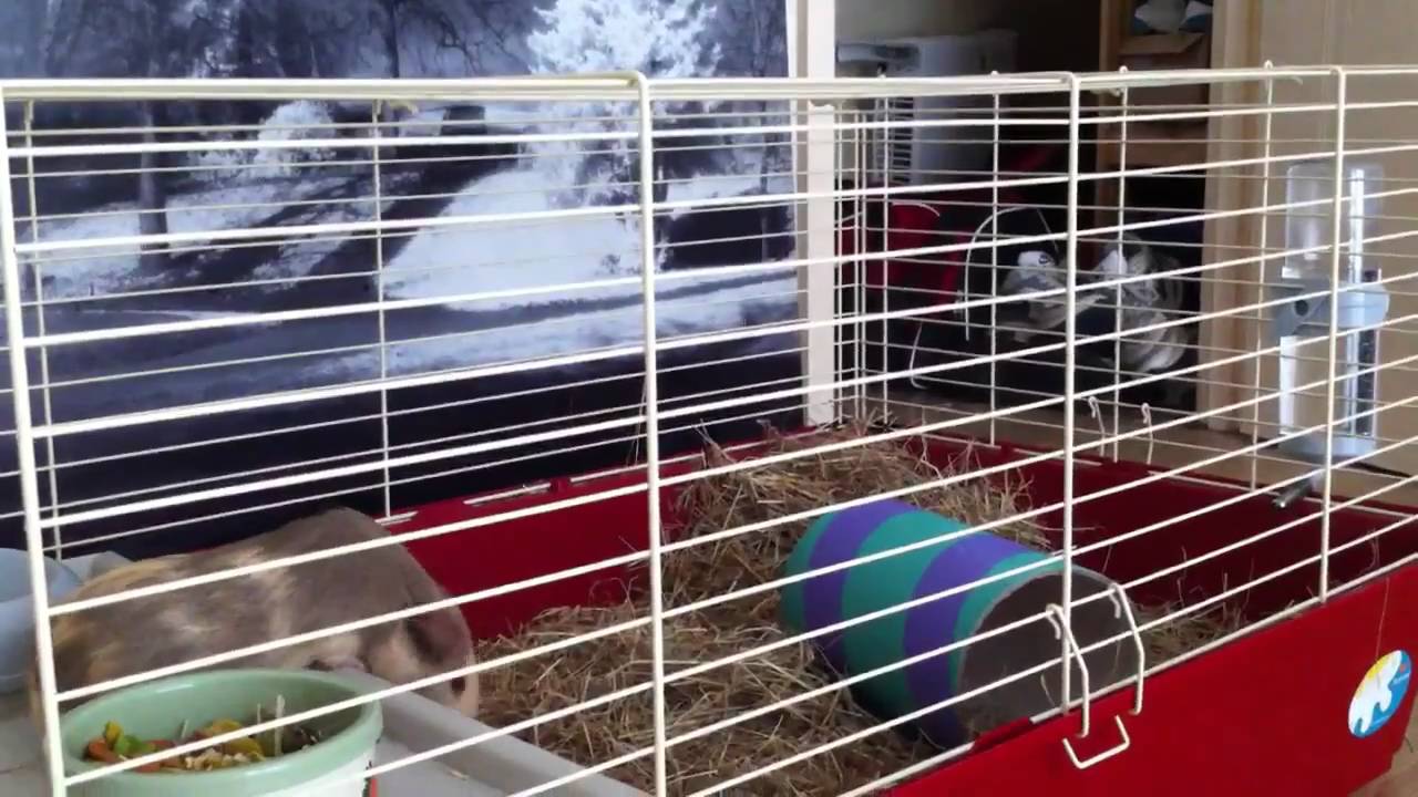 Our crazy guinea pig doing laps YouTube