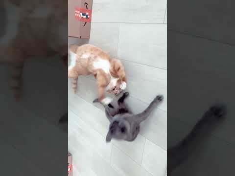 لقطات سريعة مضحكة للمشاهدة