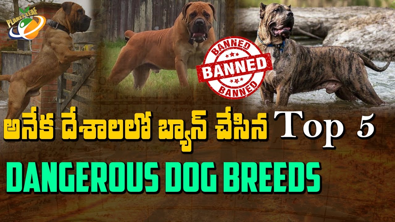 Top 5 Dangerous Dog Breeds Banned In Many Countries Leaf YouTube