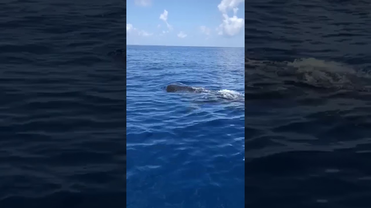 Whale Sharks Spotted Off Florida, Prompting Request From Researchers ...