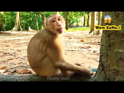 Oh Wow! What is Zono Doing? 🐒 | Monkey Video