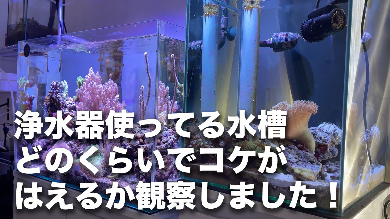 浄水器を使ってる水槽 どのくらいでコケがはえるかを観察してみました Youtube 浄水器を使ってる水槽 どのくらいでコケがはえるかを観察してみました Youtube