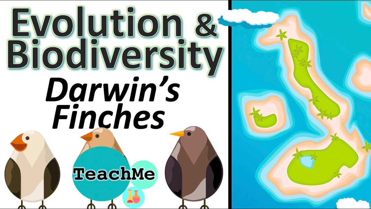 (5.2) Darwins Finches (IB Biology) TeachMe YouTube