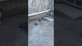 Tek soy: Kafadan Benekliler #youtubeshort #youtubeshorts #shortvideo #shorts #short #pigeon #keşfet