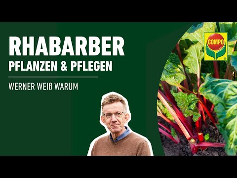 Video: Anbau von Rhabarber in warmen Klimazonen: Wie man Rhabarber in warmen Regionen pflegt