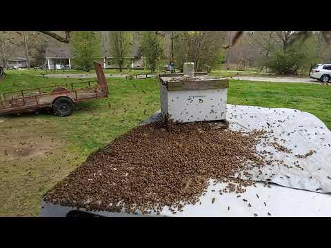 Video: Kontaktas Su 7 Pėdų Pelėda Prie Mičigano Ežero - Alternatyvus Vaizdas