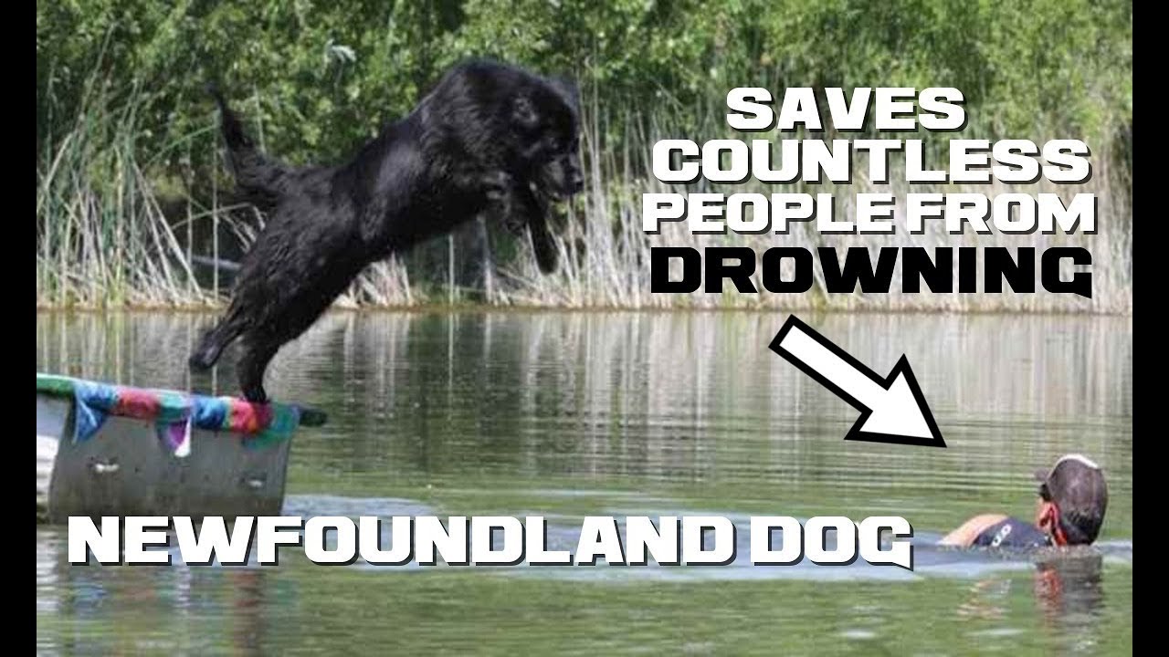 10 Newfoundland Dog Facts - The Sweet-natured Lifeguard - Animal a Day N Week
