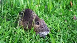 Large Nutria Feasting on Fresh Grass (Coypu, Ragondin, Swamp Rat, Large Rodent) 【大河鼠吃草】