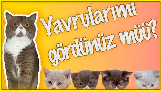 BU ÇOK SEVİMLİ 4 YAVRU KEDİYİ MUTLAKA İZLEMELİSİNİZ! (Sevimli Yavru Kediler)  Cute kittens