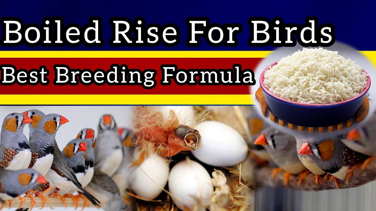 Boiled Rice for Birds | How to Give & Amazing Health Benefits / Boiled Rice for Finches