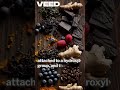 What are phenolic compounds, and why are they important?