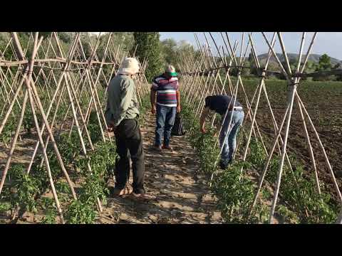 Video: Nar Çiçeği Damlası - Narda Tomurcuk Damlası Nasıl Önlenir