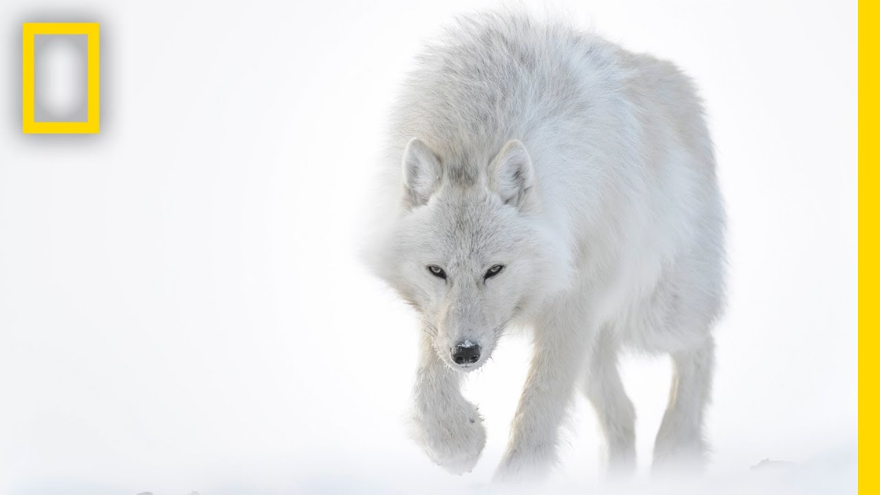 Arctic Fox - Alopex lagopus - NatureWorks