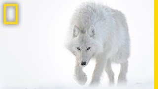 Photographer Captures Stunning Arctic Wildlife | Short Film Showcase