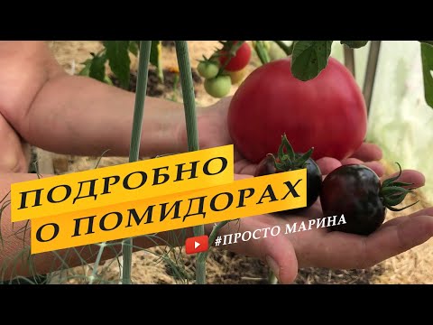 Video: Помидор 