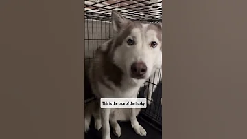 One Of My Dogs Ate A Bird 