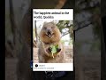 Meet Quokka the happiest animal in the world