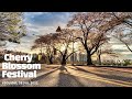 🌸 Cherry Blossom Seoul 2021 🌸: Yeongdeungpo Yeouido Cherry Blossom Festival