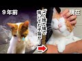 ゴミ捨て場で鳴いてた野良猫が幸せな家族と暮らすまで【甘えんぼ猫】