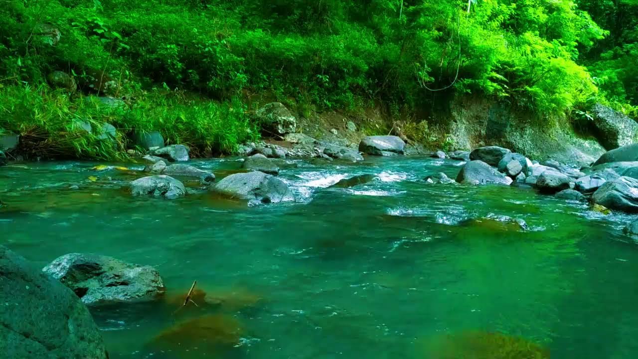 Calming Forest Ambience - River Flowing in Hidden Forest Ambience for Rest, Medicine