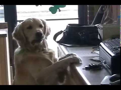 This is Murphy our golden retriever that helps us run our drive thru beer and coffee company. Located in Michigan Center, MI on Page Ave. Just outside of Jackson, MI. YellowdogCoffeeCo.com