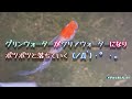 【メダカ】グリンウォーターがクリアウォーターになりポツポツと落ちていく(ノД`)・゜・。 【紅白＆三色　ラメ　幹之(体外光)】