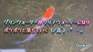 【メダカ】グリンウォーターがクリアウォーターになりポツポツと落ちていく(ノД`)・゜・。 【紅白＆三色　ラメ　幹之(体外光)】