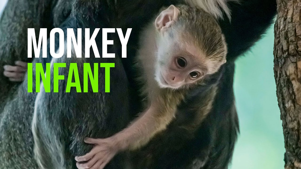 De Brazza's Monkey Born at the Zoo - Milwaukee County Zoo