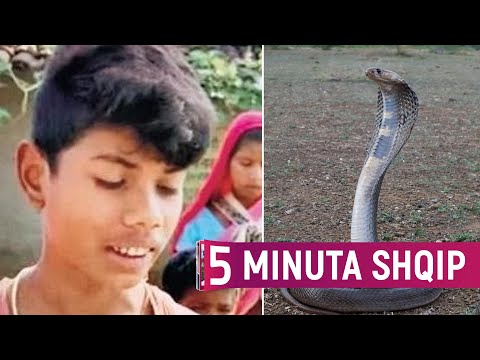 Video: A kafshon gjarpri nepërkë?