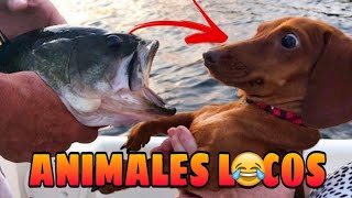 Crazy and Funny Animals  Animals doing Crazy Things