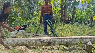 melanjutkan pembuatan reng part 4 memakai chainsaw stihl ms 382 30 inch