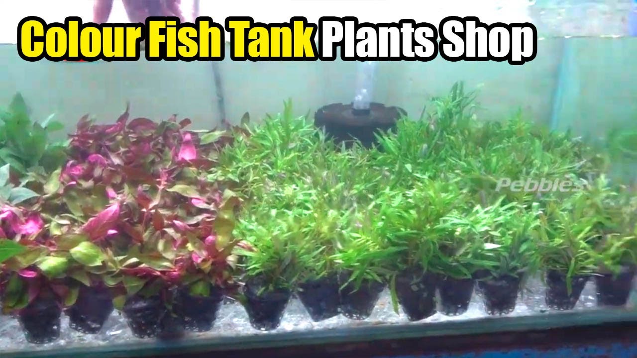 Aquatic Plants wholesale and retail Colour Fish Tank Plants