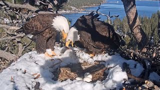 FOBBV🦅A Day In The Life Of Jackie & Shadow❤️️Should We Stay Or Should We Go❓Feeesh Alarm📣2024-04-02 by Cali Condor 20,150 views 1 month ago 17 minutes