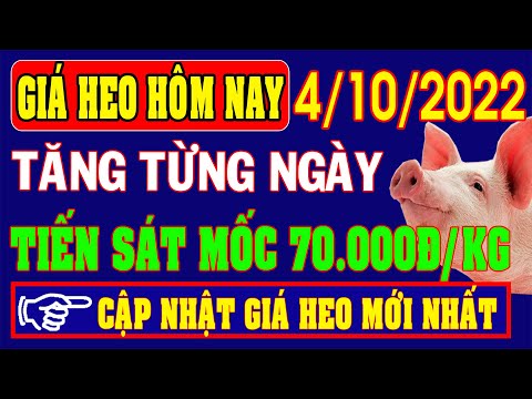 Video Giá heo hơi hôm nay ngày 4/10/2022 - TĂNG TỪNG NGÀY... - youtube
