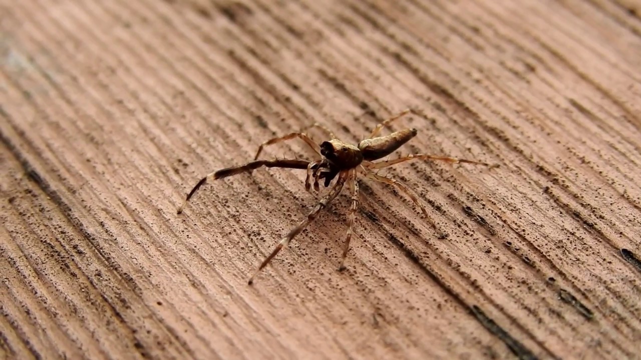 Bronze Australian Jumping Spider Helpis minitabunda YouTube