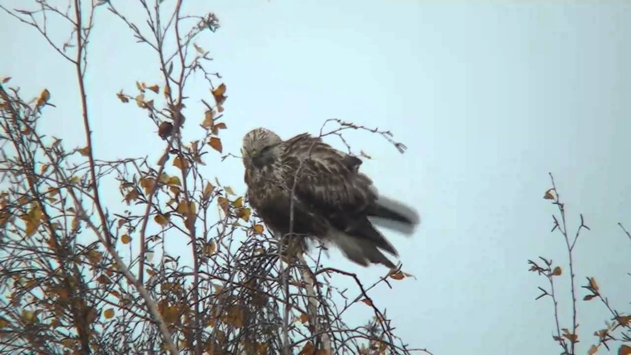 Rough-legged Buzzard, Raufußbussard Buteo lagopus 