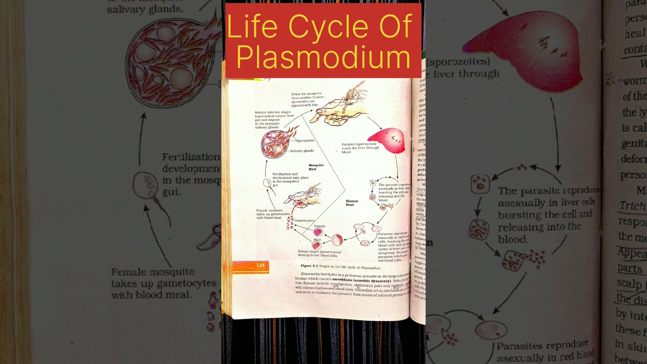 Life Cycle Of Plasmodium viral treanding class shorts biology Life Cycle Of Plasmodium viral treanding class shorts biology