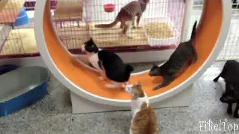 Funny animals cat's