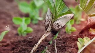 Royal Lawn Care | St. Louis & Metro East Lawn Care Experts