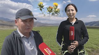 видео: УТРК НАРЫН: ТООЛУУ АЙМАККА ДАЛ КЕЛГЕН ТОЮТ картинка: УТРК НАРЫН: ТООЛУУ АЙМАККА ДАЛ КЕЛГЕН ТОЮТ