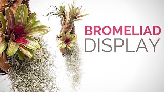 Make a hanging Bromeliad display