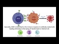 What is Antibody Dependent Cellular Cytotoxicity - ADCC عملية القتل التي تعتمد على الاجسام المضادة؟