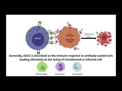 What is Antibody Dependent Cellular Cytotoxicity  ADCC عملية القتل التي تعتمد على الاجسام المضادة؟