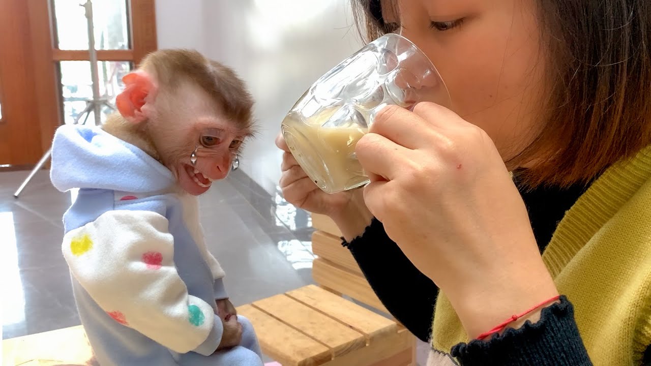 Monkey Puka was angry because Mom didnt let him drink pregnant milk