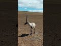可可西里的藏羚羊 Beautiful Sheep 跟着图尔去旅行 可可西里的藏羚羊 Beautiful Sheep 跟着图尔去旅行