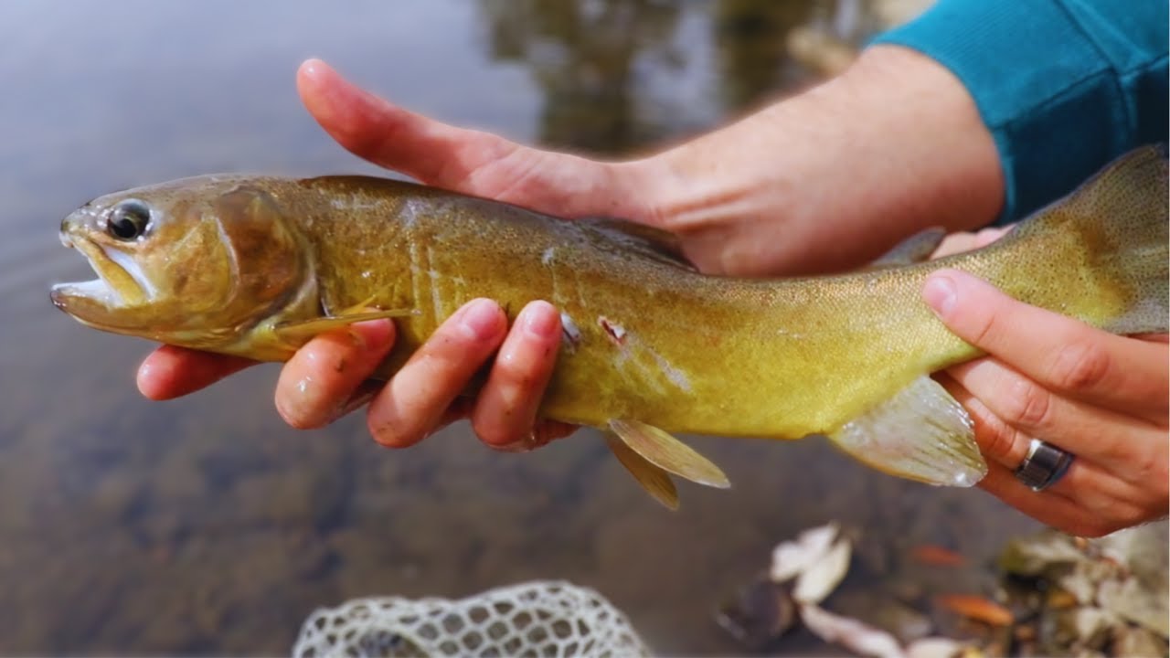 Gila Trout Fishing Arizona 