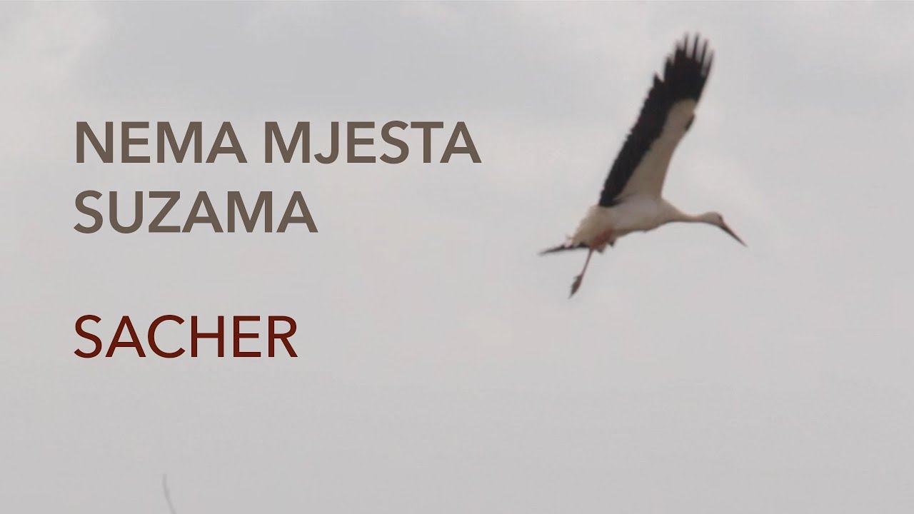 Sacher - Nema mjesta suzama (Official lyric video)